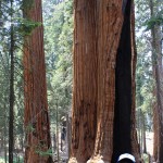 Sequoia 08